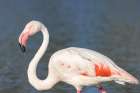 Provence-Alpes-Cote dAzur-France Flamingos at the Ornithological Park of Pont de Gau Art Print